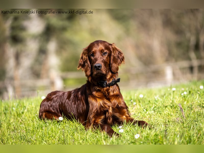 Wunderschöne Irish-Setter-Rüden