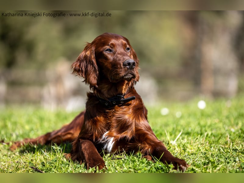 Wunderschöne Irish-Setter-Rüden