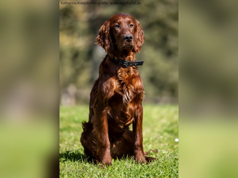 Wunderschöne Irish-Setter-Rüden