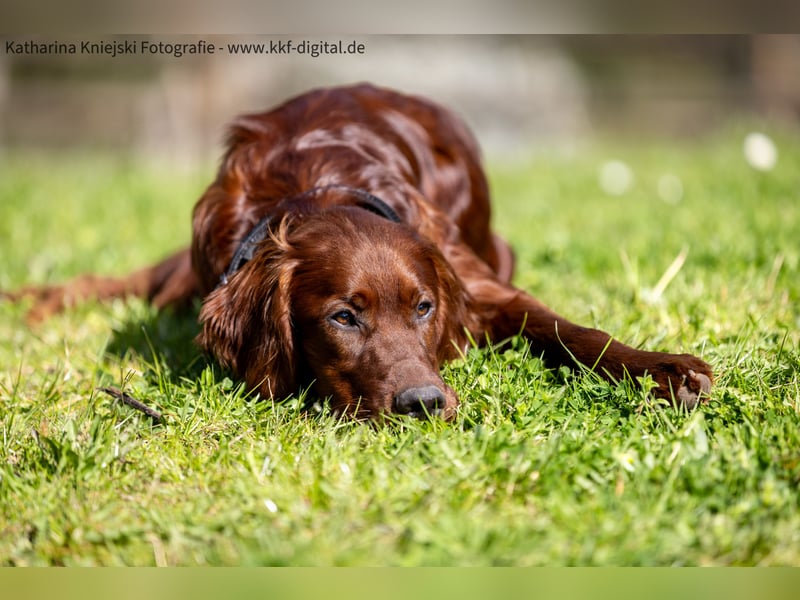 Wunderschöne Irish-Setter-Rüden