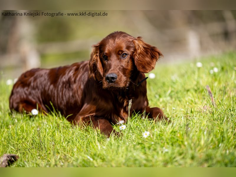Wunderschöne Irish-Setter-Rüden