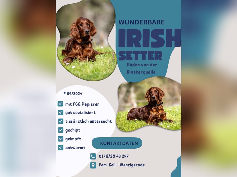 Wunderschöne Irish-Setter-Rüden