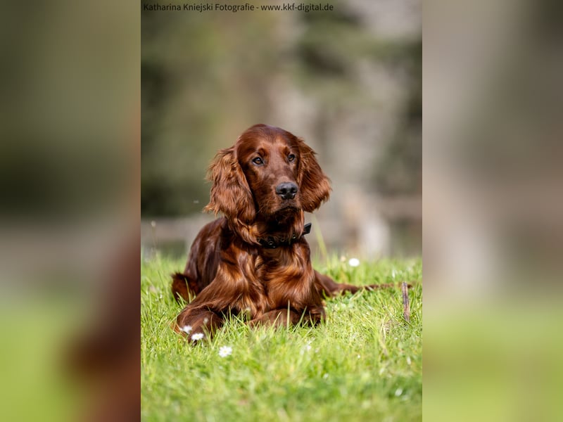 Wunderschöne Irish-Setter-Rüden