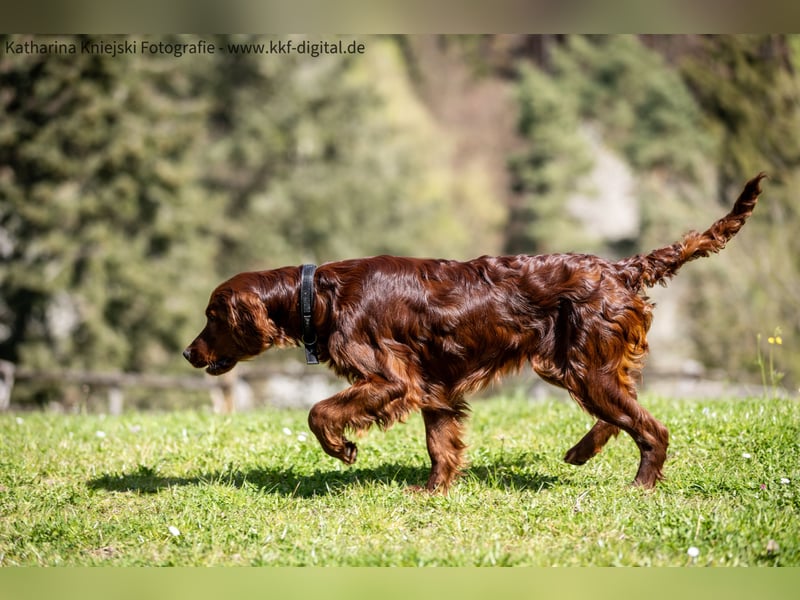 Wunderschöne Irish-Setter-Rüden