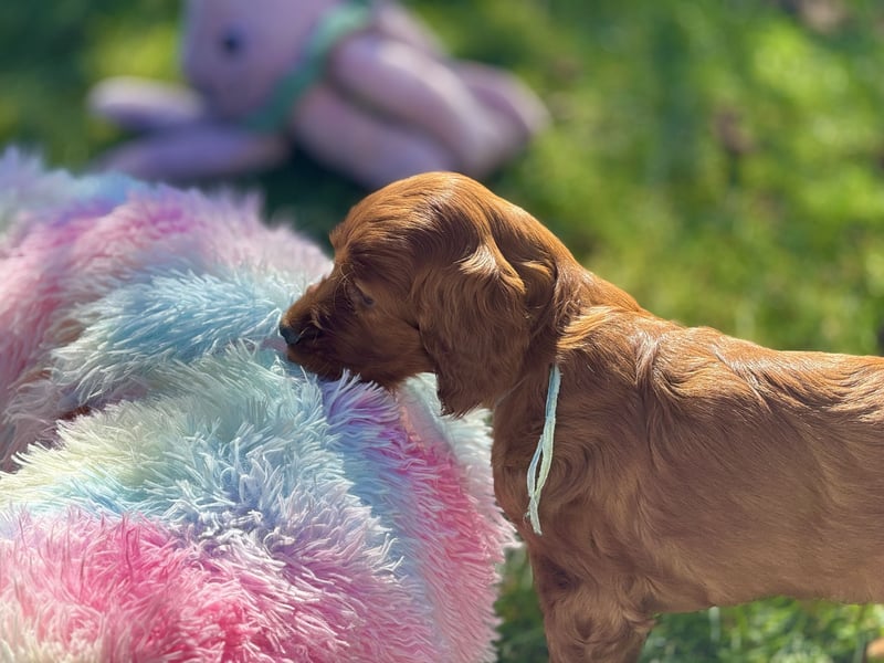 Irish Setter Rüde Dion mit Pap.