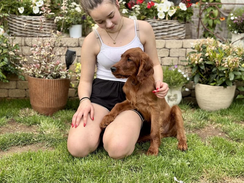 Irish Setter Rüde Dion mit Pap.