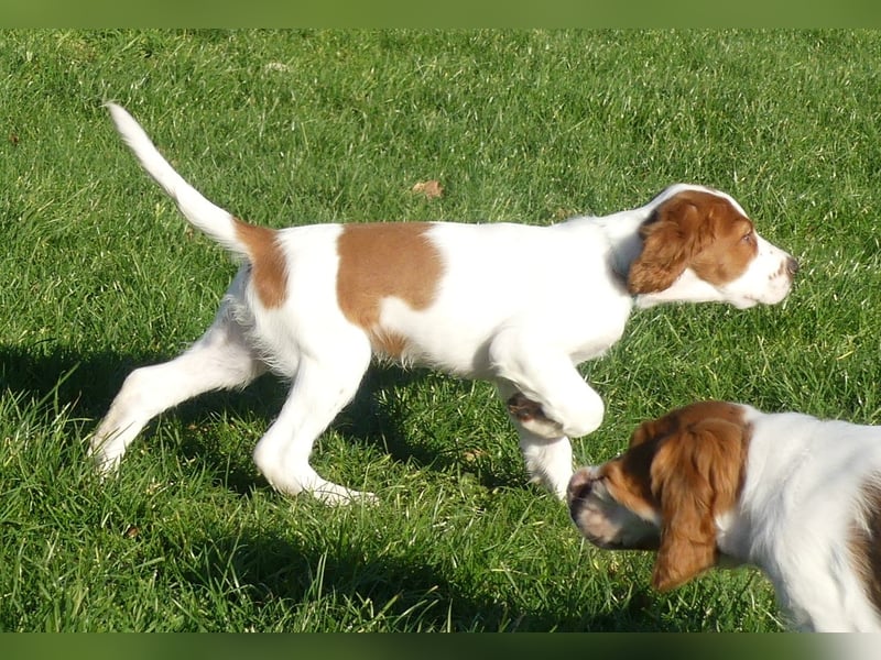 Irish Red and White Setter "Derry", geb. 27.10.2024