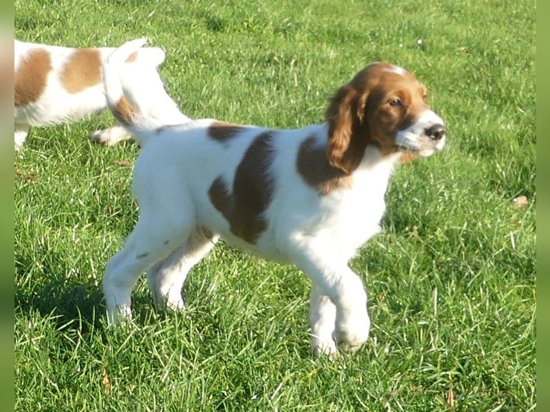 Irish Red and White Setter "Duncan", geb. 27.10.2024