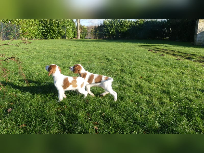 Irish Red and White Setter "Derry", geb. 27.10.2024