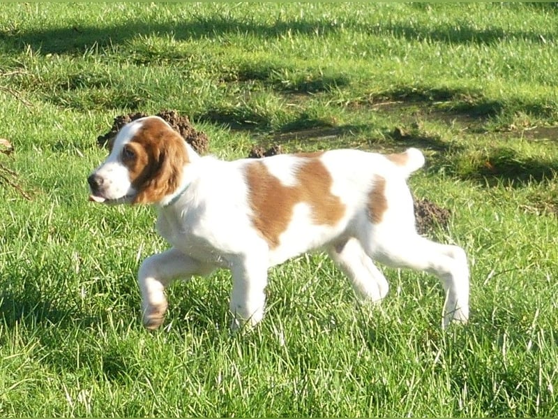 Irish Red and White Setter "Derry", geb. 27.10.2024