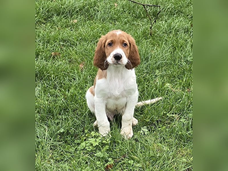 Irish Red and White Setter "Duncan", geb. 27.10.2024