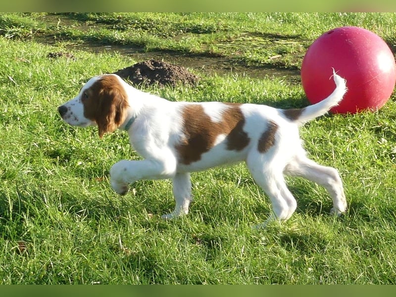 Irish Red and White Setter "Derry", geb. 27.10.2024