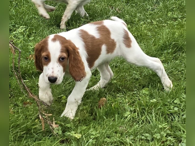 Irish Red and White Setter "Derry", geb. 27.10.2024
