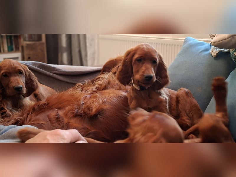 Irish Setter wunderschöne Welpen