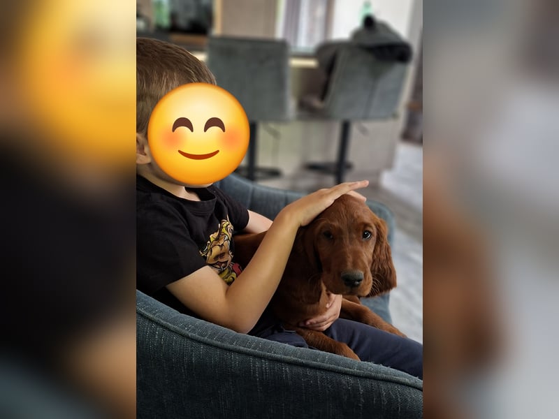 Irish Setter wunderschöne Welpen