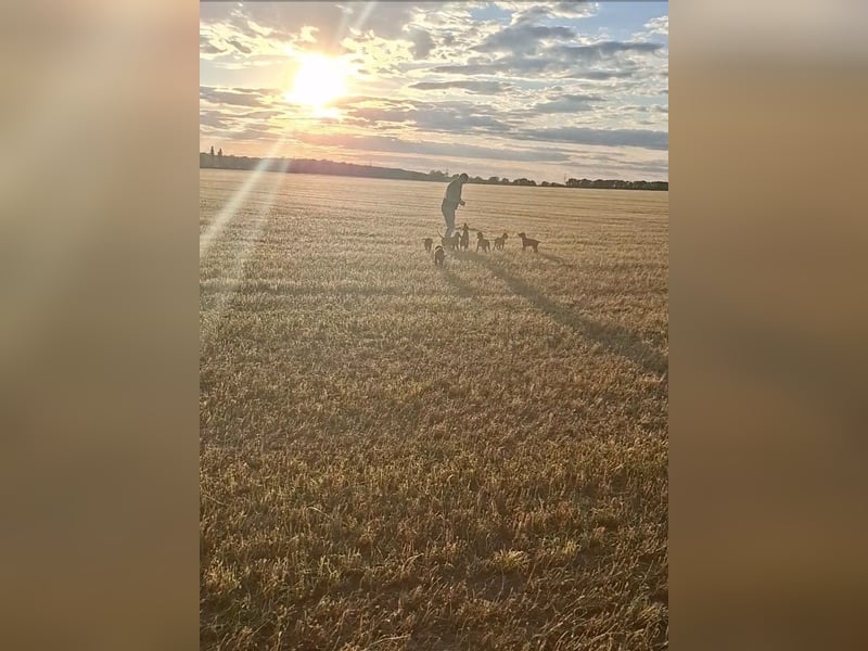 Irish Setter wunderschöne Welpen