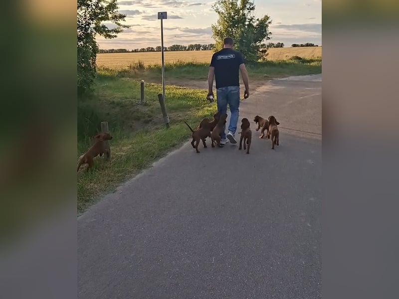 Irish Setter wunderschöne Welpen