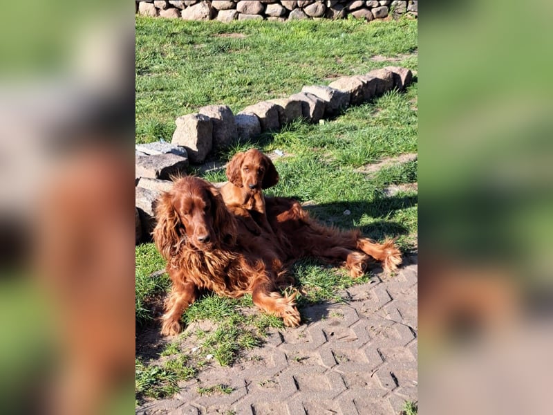 Irish Setter wunderschöne Welpen
