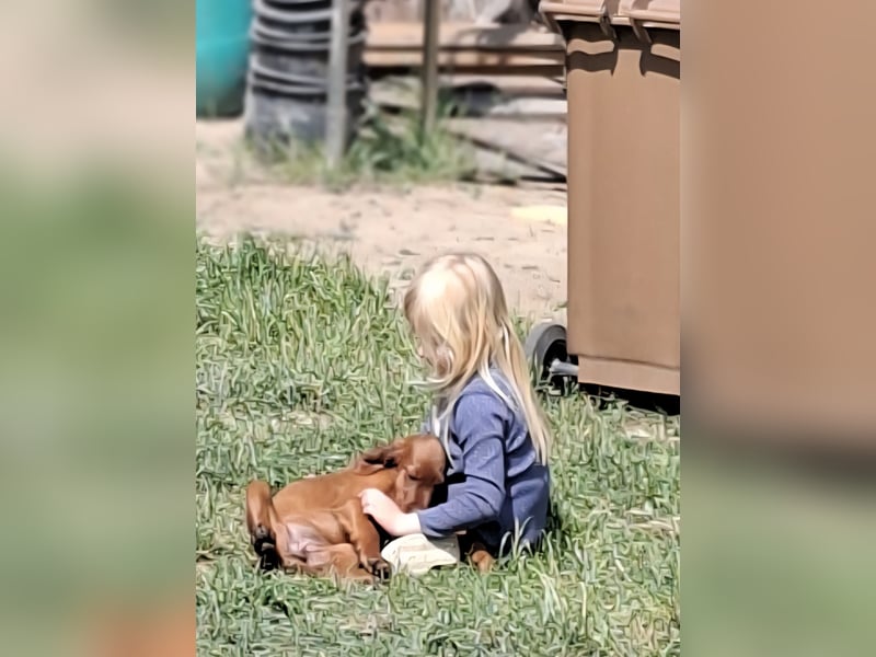 Irish Setter wunderschöne Welpen