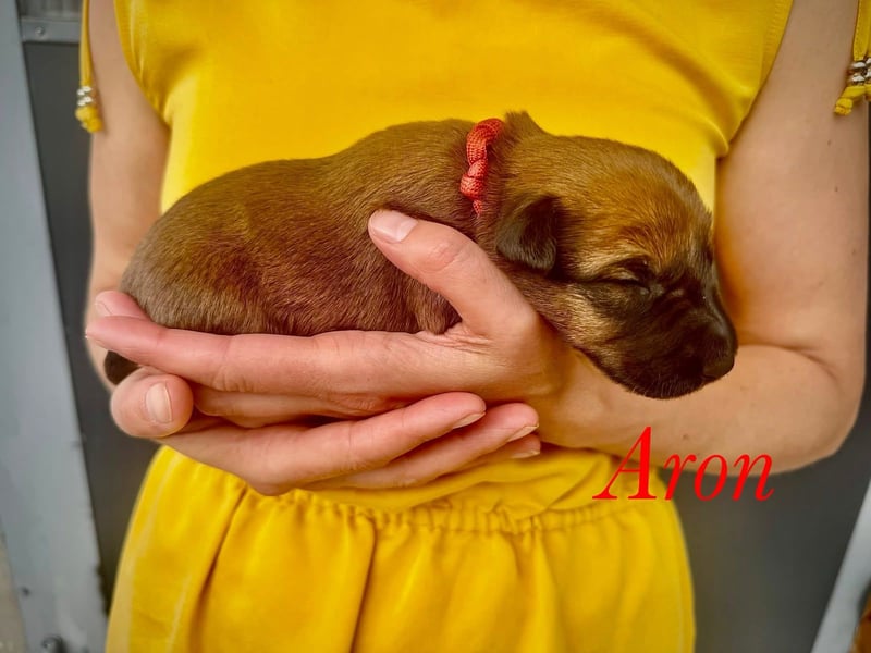 Irish Terrier Welpen