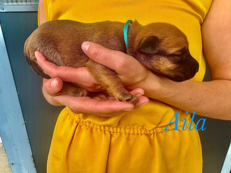 Irish Terrier Welpen