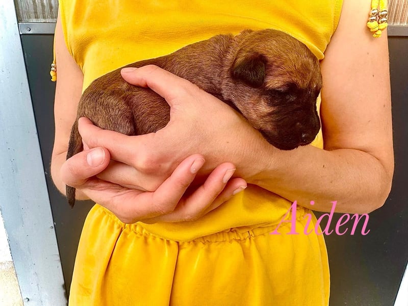 Irish Terrier Welpen