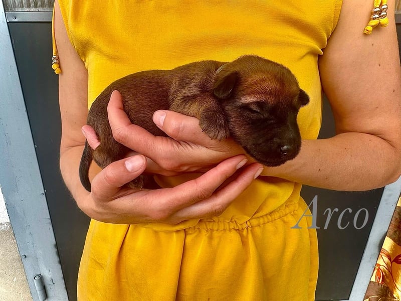 Irish Terrier Welpen