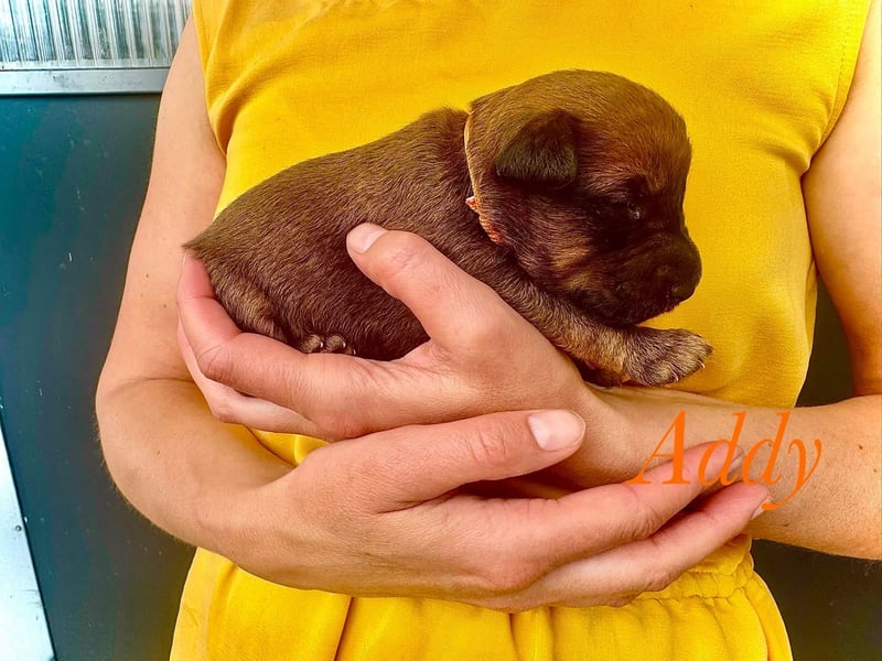 Irish Terrier Welpen