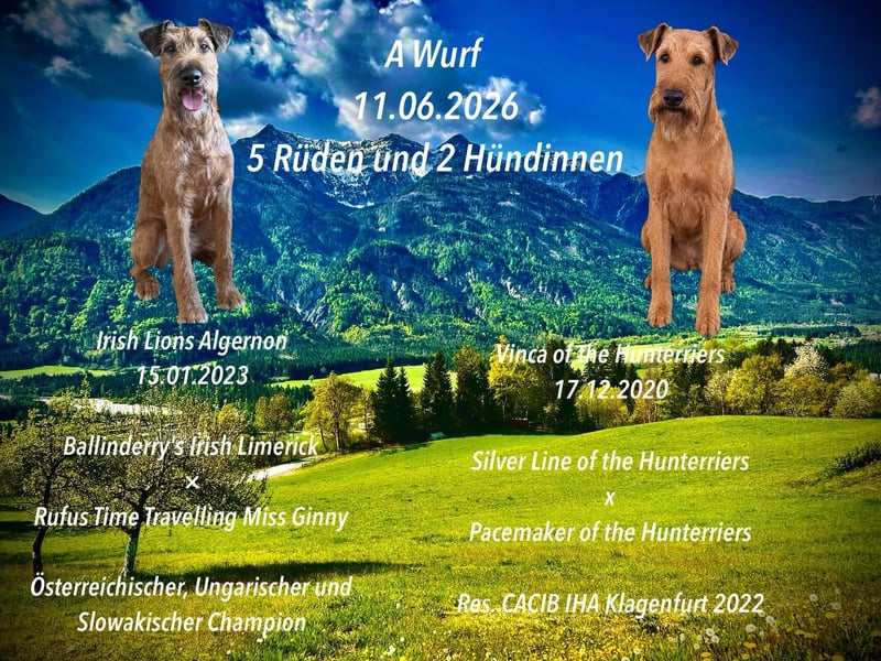 Irish Terrier Welpen