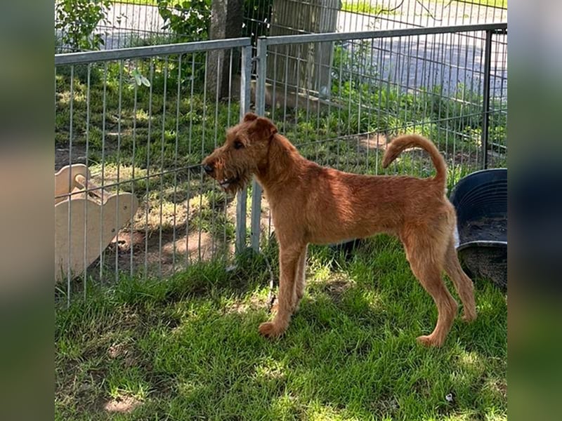 Irish Terrier Paul, Junghund, sucht neuen Wirkungskreis