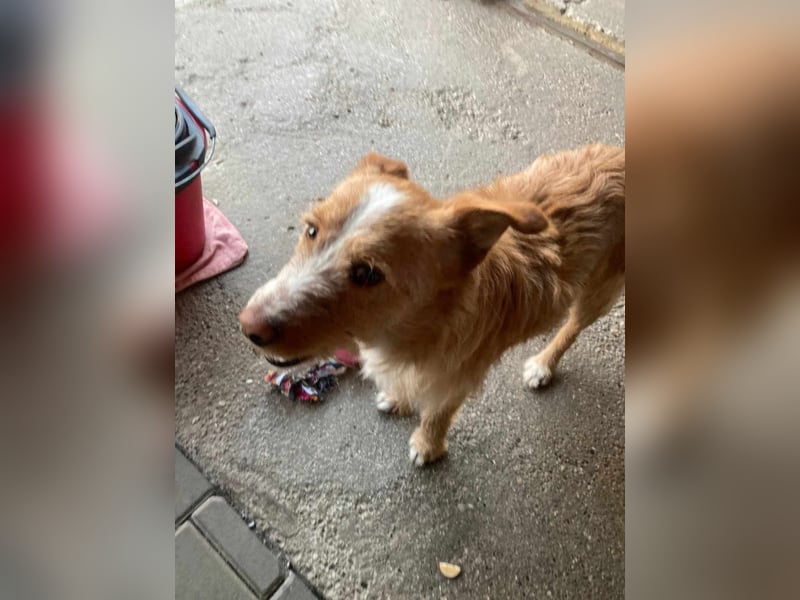 MATO verspielter, sehr lieber ca. 10 mon. Terriermix-Teenager, Familienhund