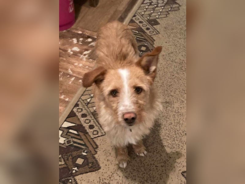 MATO verspielter, sehr lieber ca. 10 mon. Terriermix-Teenager, Familienhund
