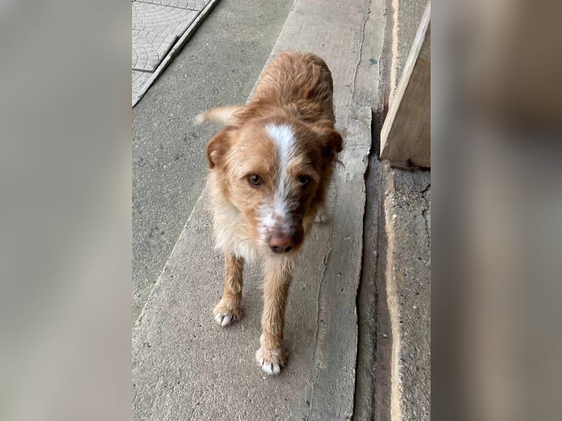 MATO verspielter, sehr lieber ca. 10 mon. Terriermix-Teenager, Familienhund