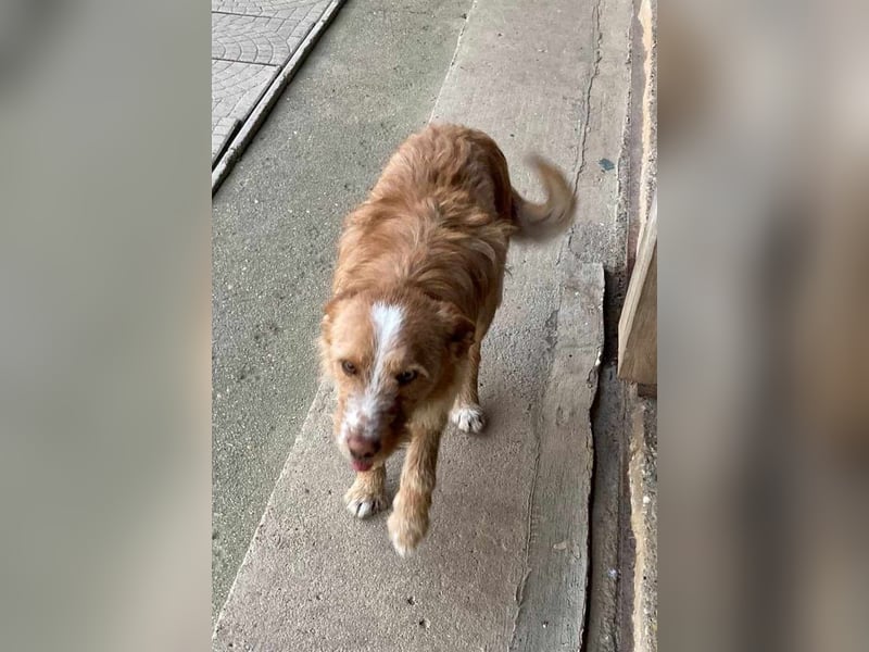 MATO verspielter, sehr lieber ca. 10 mon. Terriermix-Teenager, Familienhund