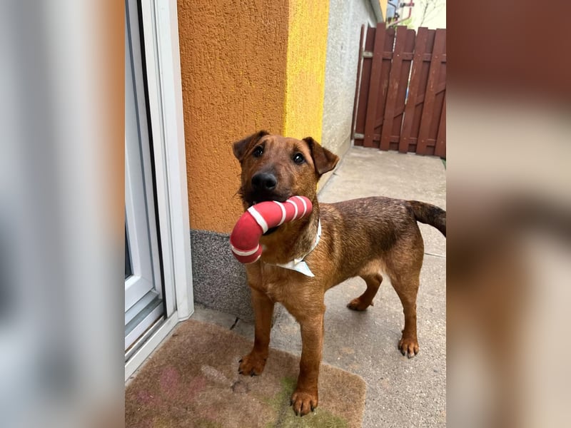 Ernie, verspielter und sehr lieber Irish Terrier-Mix, geb. 08/2024