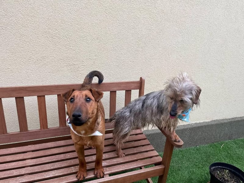 Ernie, verspielter und sehr lieber Irish Terrier-Mix, geb. 08/2024
