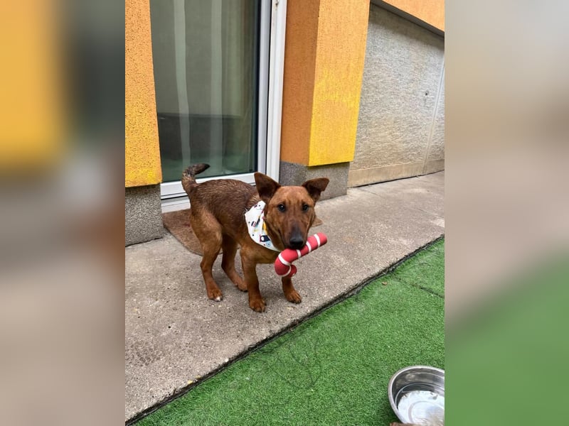 Ernie, verspielter und sehr lieber Irish Terrier-Mix, geb. 08/2024