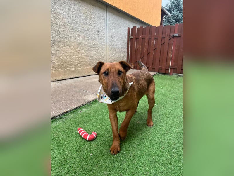 Ernie, verspielter und sehr lieber Irish Terrier-Mix, geb. 08/2024