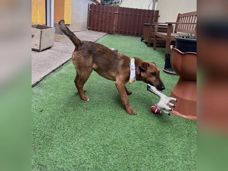 Ernie, verspielter und sehr lieber Irish Terrier-Mix, geb. 08/2024