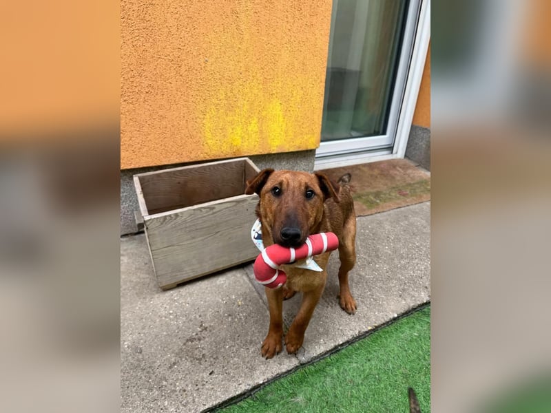 Ernie, verspielter und sehr lieber Irish Terrier-Mix, geb. 08/2024