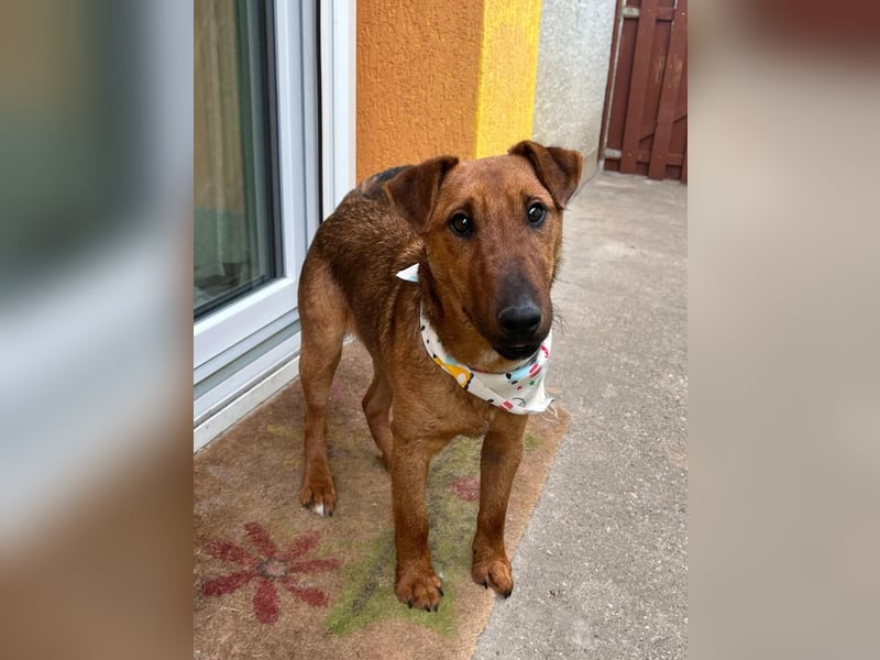 Ernie, verspielter und sehr lieber Irish Terrier-Mix, geb. 08/2024