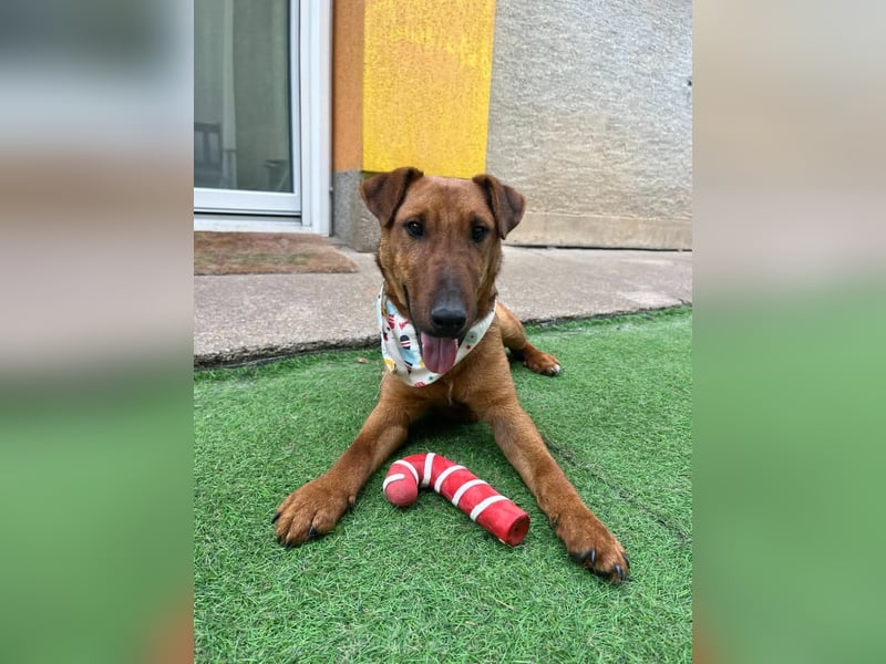 Ernie, verspielter und sehr lieber Irish Terrier-Mix, geb. 08/2024