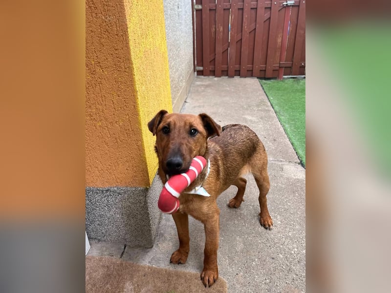 Ernie, verspielter und sehr lieber Irish Terrier-Mix, geb. 08/2024