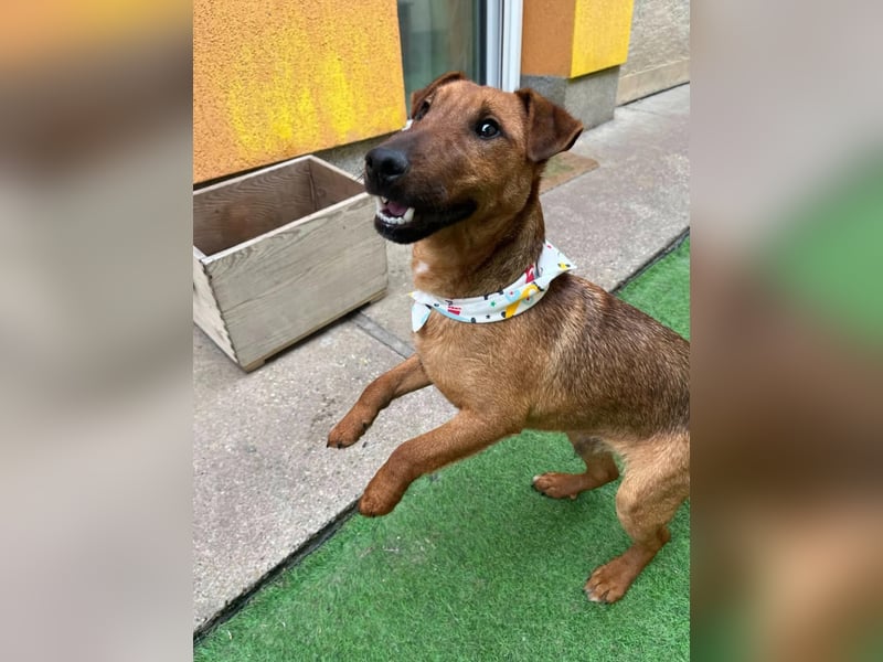 Ernie, verspielter und sehr lieber Irish Terrier-Mix, geb. 08/2024