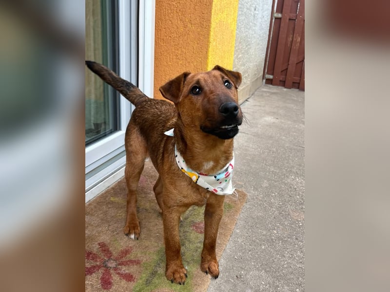 Ernie, verspielter und sehr lieber Irish Terrier-Mix, geb. 08/2024