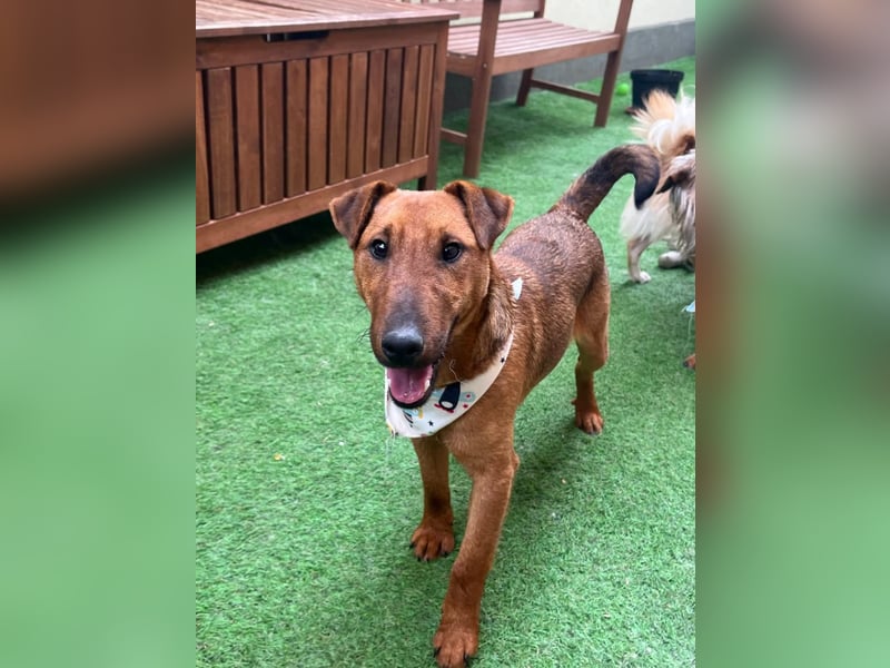 Ernie, verspielter und sehr lieber Irish Terrier-Mix, geb. 08/2024