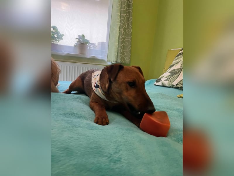 Ernie, verspielter und sehr lieber Irish Terrier-Mix, geb. 08/2024