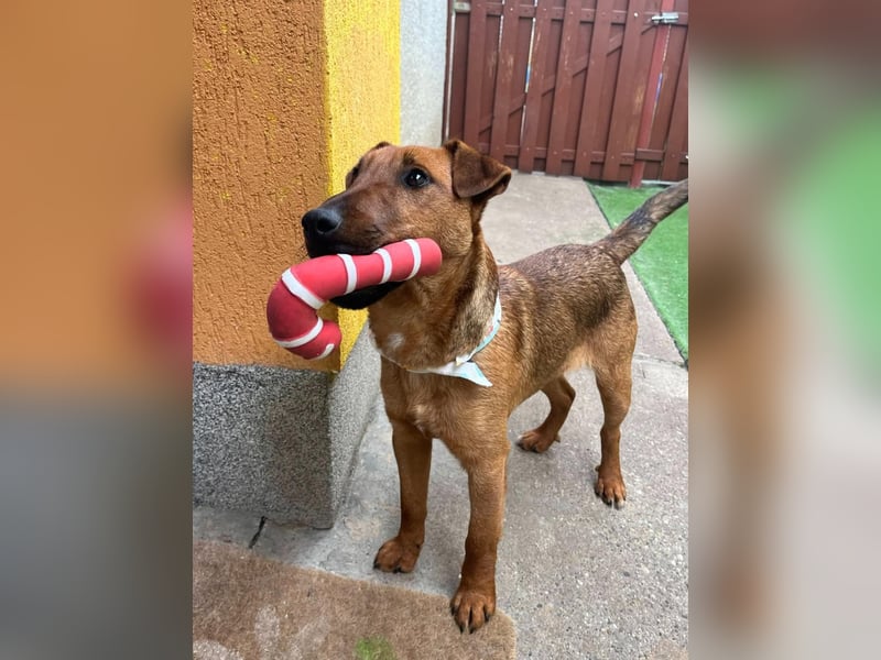 Ernie, verspielter und sehr lieber Irish Terrier-Mix, geb. 08/2024