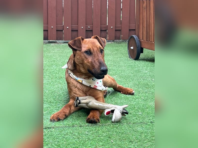 Ernie, verspielter und sehr lieber Irish Terrier-Mix, geb. 08/2024