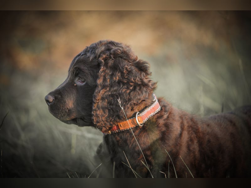 Irish Water Spaniel Welpen / Nichthaarend / FCI - VDH Zucht